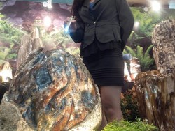 Batu Fosil Langka Asal NTT Berusia Ratusan Juta Tahun Dipamerkan di Medan