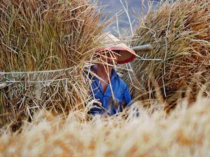 Dari Sawah ke Botol Parfum, Jerami Padi Jadi Peluang Ekonomi Hijau