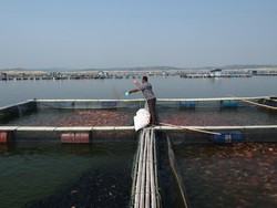 Air Waduk Kedungombo Makin Susut, Karamba Ikan Tandas