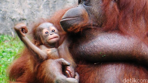 Orang utan (atau orangutan, nama lainnya adalah mawas) adalah sejenis kera besar dengan lengan panjang dan berbulu kemerahan atau cokelat, yang hidup di hutan tropika Indonesia dan Malaysia, khususnya di Pulau Kalimantan dan Sumatera