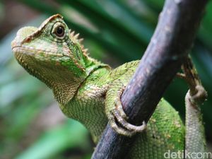 Taiwan Basmi Iguana Hijau, Dihargai Rp 242 Ribu Per Ekor