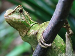 Taiwan Basmi Iguana Hijau, Dihargai Rp 242 Ribu Per Ekor