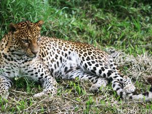 Momen Langka! 3 Macan Tutul Jawa Tertangkap Kamera di TN Bromo
