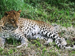 Momen Langka! 3 Macan Tutul Jawa Tertangkap Kamera di TN Bromo