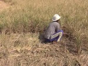 Kemarau, Warga Lamongan Belum Minta Dropping Air Bersih