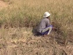 BMKG: El Nino Akan Berlangsung Sampai April 2016