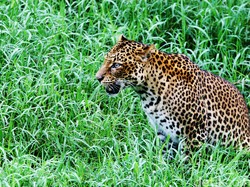 Macan Kumbang Bikin Udaipur Geger