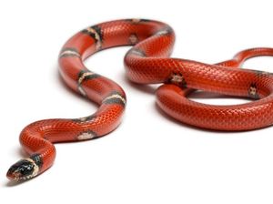 Ular yang Menggigit Tewas Satpam Gading Serpong Jenis Weling Ular yang Menggigit Tewas Satpam Gading Serpong Jenis Weling