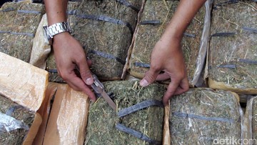 Ngeri! 86 Kg Ganja Ditemukan di Bus Klub Brasil Sao Paulo FC