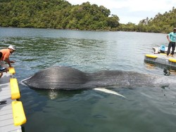 Terdampar di Sabang, Paus Sepanjang 8,5 Meter Akhirnya Mati