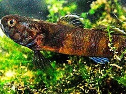 Penampakan Spesies Baru yang Ditemukan LIPI di Pulau Enggano