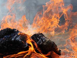 20 Ton Ganja Sitaan Dibakar, Warga Satu Kota Mabuk dan Sakit 20 Ton Ganja Sitaan Dibakar, Warga Satu Kota Mabuk dan Sakit