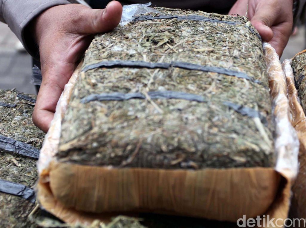 Polisi Sita 1,9 Kg Ganja dari 3 Pengedar di Jambi Polisi Sita 1,9 Kg Ganja dari 3 Pengedar di Jambi