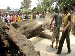 Pohon Tumbang, Arus Lalin Bandung-Garut Macet Sepanjang 4 Kilometer