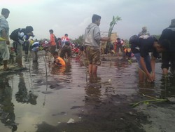 Bekas Lokasi Tambang Ilegal di Selok Awar-awar Ditanami Ribuan Mangrove