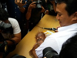 Bayi Orangutan yang Diamankan Polda Riau akan Dijual Rp 25 Juta per Ekor