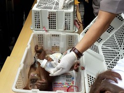 Polda Riau Gagalkan Penyelundupan 3 Orangutan