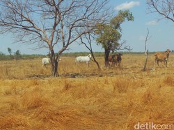 Menengok Luasnya Peternakan Sapi di Australia