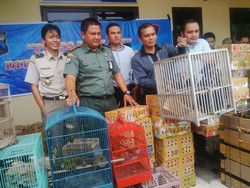 1.005 Ekor Burung Diamankan dari Kapal di Pelabuhan Tanjung Perak