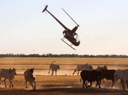 Di Australia, Helikopter Jadi Alat Pengembala Sapi Lho