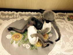 Lebih Dekat Tentang Owa Jawa Hewan Langka yang Diselundupkan Wanita Kuwait