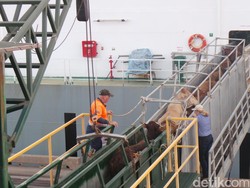 Kementan Berencana Buka Impor Sapi Siap Potong, Ini Alasannya