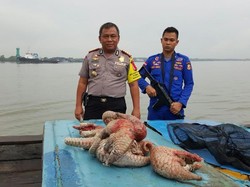 Terlalu! 91 Trenggiling ini Coba Diselundupkan ke Malaysia, Ada yang Sudah Mati