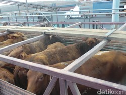 Pengusaha dan Peternak Tolak Impor Sapi dari India