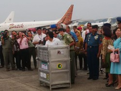 Indonesia Sambut Kepulangan 14 Ekor Orangutan Selundupan dari Thailand