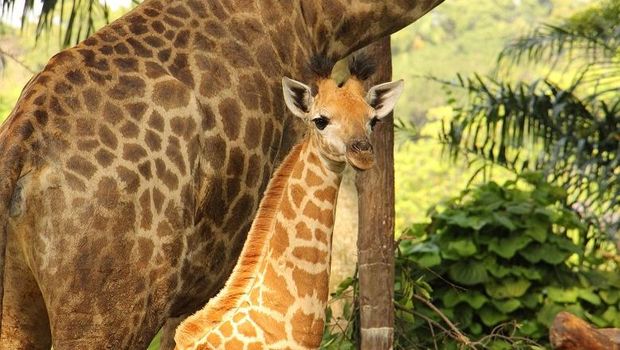 Bayi Jerapah Tertinggi Singapore Zoos first giraffe calf in 28 years looks curiously around his exhibit. The male calf, born on 31 August this year, is the first for mom Roni, and dad Growie, which arrived in Singapore Zoo in 2005, from Israel and the Netherlands respectively.