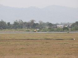 Begini Analisis Aktivis Satwa soal Fenomena Bangau di Lanud Adisutjipto