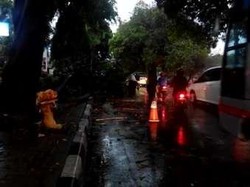 Hujan Deras Guyur Jakarta, Sejumlah Pohon Tumbang Timpa Kendaraan