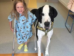 Setelah 10 Tahun, Bella Akhirnya Bisa Berjalan Berkat Anjing Kesayangan