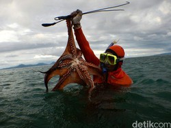 China Tertarik Bisnis Gurita dari Salah Satu Kabupaten di Aceh Ini