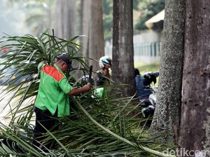 Pohon di Rumah Sudah Mati Atau Masih Hidup? Begini Cari Tahunya Pohon di Rumah Sudah Mati Atau Masih Hidup? Begini Cari Tahunya