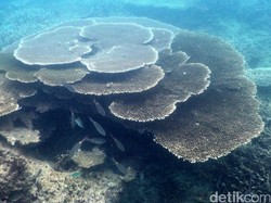 Surga Bawah Laut Indonesia Dipromosikan di Ajang ADEX Singapura