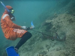 Serunya Melihat Anak Pulau Nasi Mencari Gurita