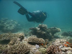 Susi Larang Bisnis Karang Laut untuk Akuarium