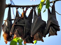 Ilmuwan Temukan Enam Jenis Virus Corona Baru pada Kelelawar