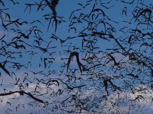 Kisah Mencekam Para Pemburu Virus Berbahaya di Kelelawar