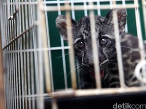Misteri Macan Dahan Yang Mati Dikuliti Misteri Macan Dahan Yang Mati Dikuliti