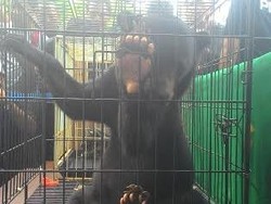 Sindikat Perdagangan Ilegal Beruang Madu hingga Macan Dahan Dibekuk