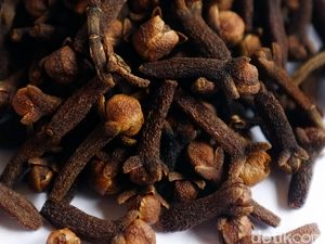 Sail Tidore Momen Bangkitkan Kejayaan Cengkih Maluku Utara Sail Tidore Momen Bangkitkan Kejayaan Cengkih Maluku Utara