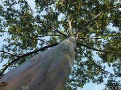 Jurus Perusahaan Swasta Perangi Perubahan Iklim