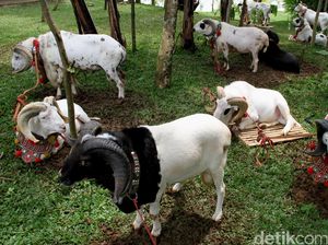 Kawanan Pencuri 28 Ekor Kambing di Gorontalo Ditangkap