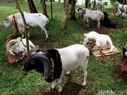 Kawanan Pencuri 28 Ekor Kambing di Gorontalo Ditangkap
