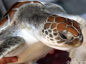 9 Orang Tewas Usai Makan Daging Penyu, Puluhan Dilarikan ke RS 9 Orang Tewas Usai Makan Daging Penyu, Puluhan Dilarikan ke RS