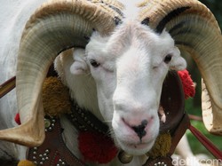 Misteri Belasan Kambing Dicuri di Bekasi yang Tersisa Hanya Jeroan