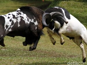 Liburan ke Garut, Jangan Lewatkan Atraksi Adu Domba