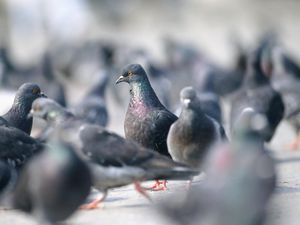 Kena Kotoran Burung Merpati di Masjidil Haram, Apakah Najis? Kena Kotoran Burung Merpati di Masjidil Haram, Apakah Najis?